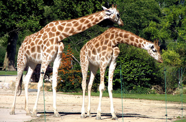 Les girafes Le jardin botanique du Parc de la Tête d'Or à Lyon - La Plaine africaine et le Parc aux Daims SFO PCV