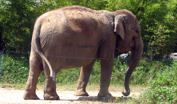 Les éléphants Le jardin botanique du Parc de la Tête d'Or à Lyon - La Plaine africaine et le Parc aux Daims SFO PCV