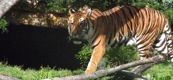 Les tigres le jardin botanique du Parc de la Tête d'Or à Lyon - La Plaine africaine et le Parc aux Daims SFO PCV