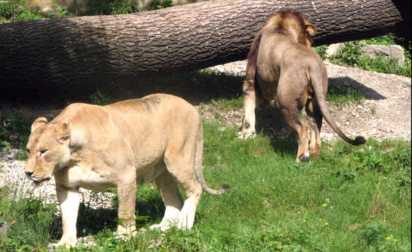 Les lions le jardin botanique du Parc de la Tête d'Or à Lyon - La Plaine africaine et le Parc aux Daims SFO PCV