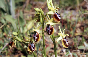 Les Orchidées de Grèce - Le Péloponnèse - Page 6 : Ophrys aesculapii. Photo SFO-PCV 4