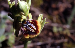 Les Orchidées de Grèce - Le Péloponnèse - Page 6 : Ophrys aesculapii. Photo SFO-PCV 5