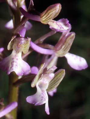 Les Orchidées de Grèce continentale - L'Epire - Page 1 Orchis albanica. SFO Poitou-Charentes et Vendée. photo 4 