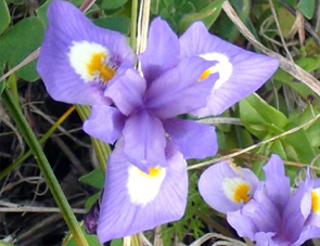 HORS REGION - ITALIE - Les Orchidées de Sicile (3) (Ophrys sabulosa et Ophrys biancae) Joli petit Iris. Iris unguicularis.