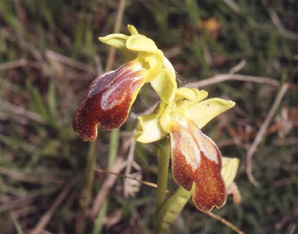 HORS REGION - ITALIE - Les Orchidées de Sicile (3) (Ophrys sabulosa et Ophrys biancae) Ophrys sabulosa SFO PCV.