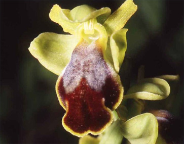 HORS REGION - ITALIE - Les Orchidées de Sicile (3) (Ophrys sabulosa et Ophrys biancae) Ophrys sabulosa SFO PCV.