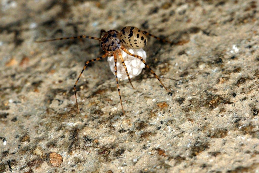 une araignée cracheuse Scytodes thoracica