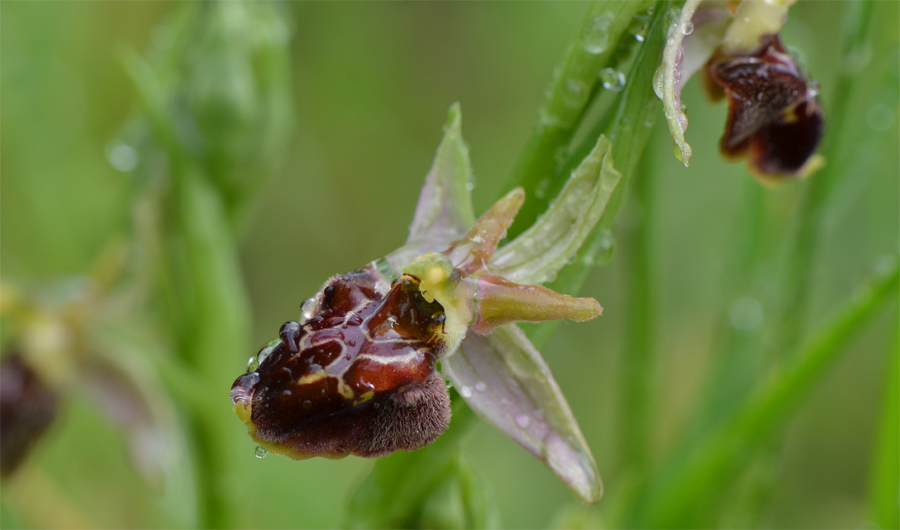 Ophrys x noulettii