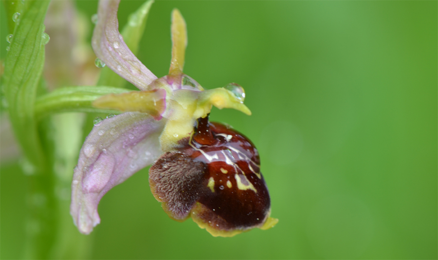 Ophrys x nouletii entre O. ascolopax et Ophrys aranifera