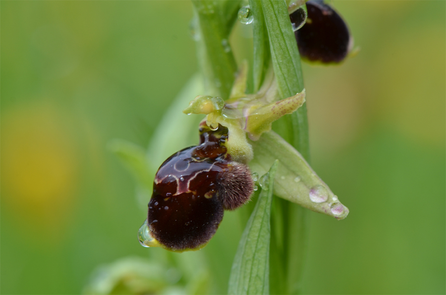 hybride entre Ophrys aranifera et Ophrys scolopax