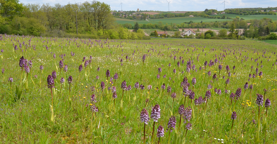 Jachère avec Orchis purpurea en Charente