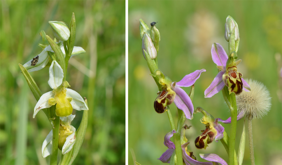 Ophrys apifera forme viridis à gauche, forme proche de la variété trollii à droite