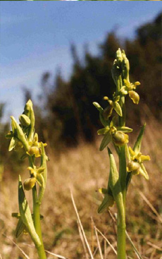 MICROSITES A ORCHIDEES - Le Coteau de Chez Bougneau - Inventaires naturalistes. Ophrys virescens.