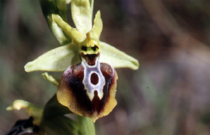 Les Orchidées de Grèce - Le Péloponnèse - Page 6 : Ophrys aesculapii. Photo SFO-PCV 6