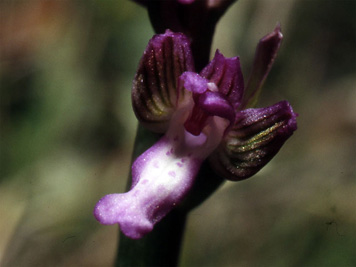 Les Orchidées de Grèce continentale - L'Epire - Page 1 Orchis albanica. SFO Poitou-Charentes et Vendée. photo 6 