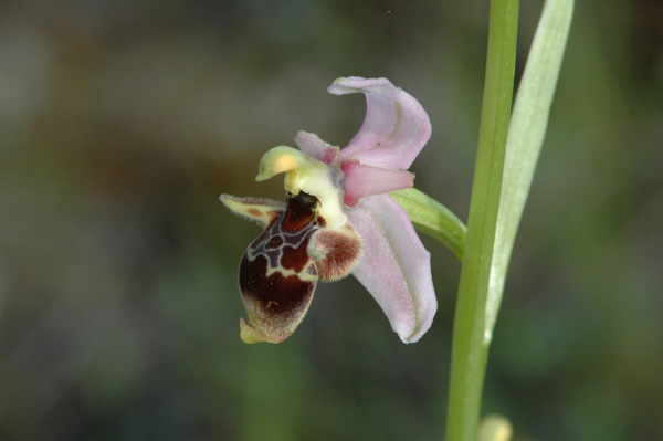 Les Orchidées de Grèce - île de Rhodes. (5) Ophrys cornutula. Photo SFO PCV Jacques Potiron.