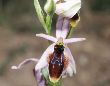 HORS REGION - ITALIE - Les Orchidées de Sicile (4) (Ophrys lunulata et Ophrys panormitana) Ophrys lunulata Photo SFO PCV.