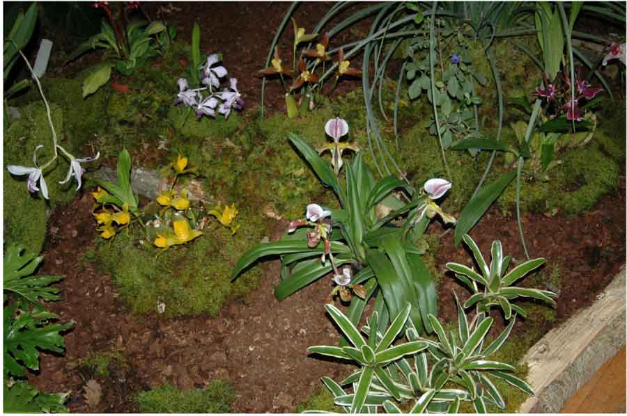 Vue partielle du décor floral de l'expo Orchidées de Pons