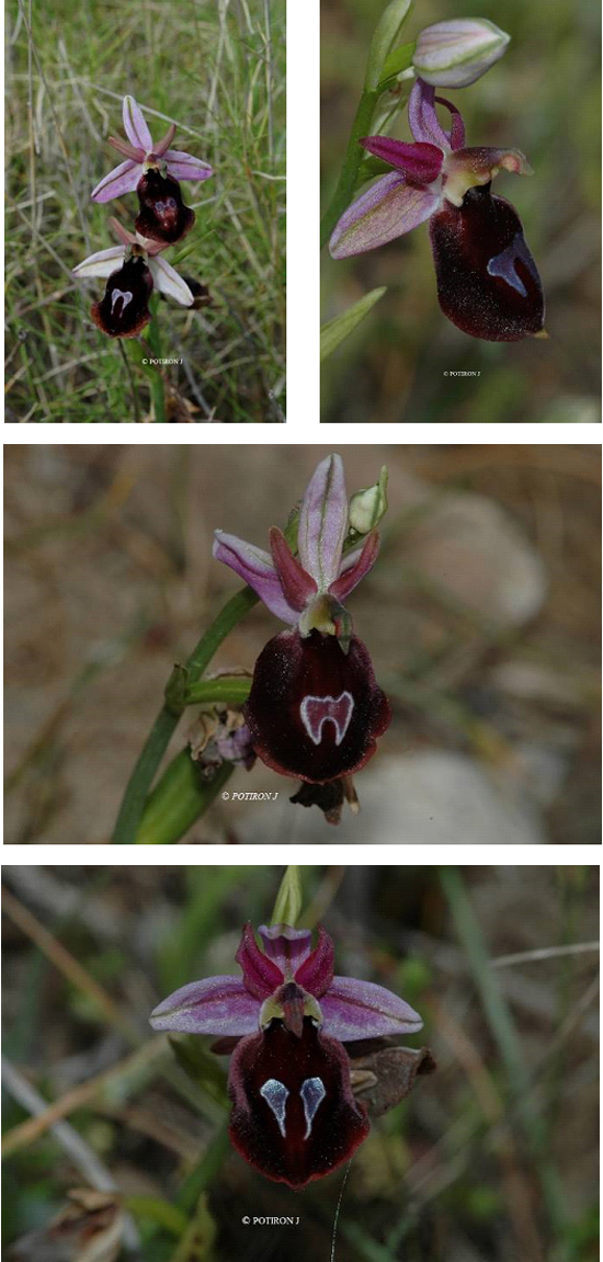 Orchidées de Grèce - île de Samos - Ophrys ferrum-equinum var. labiosa 