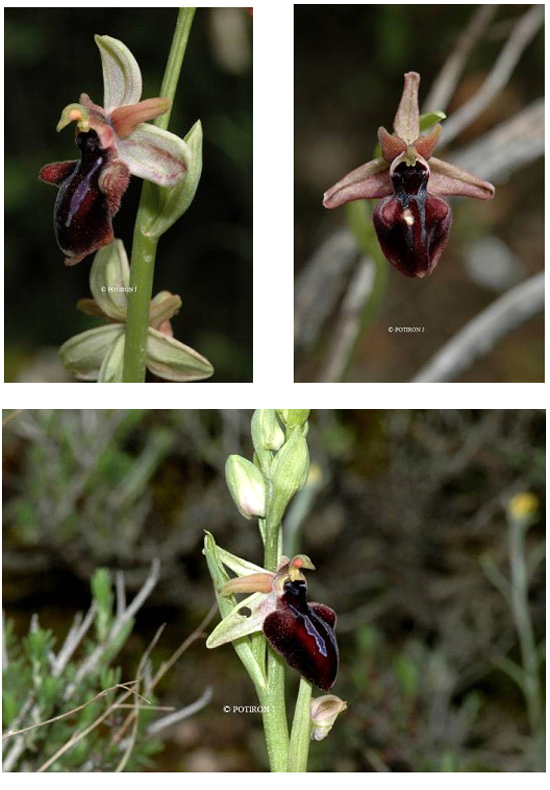 Orchidées de Grèce - île de Samos - Ophrys mammosa