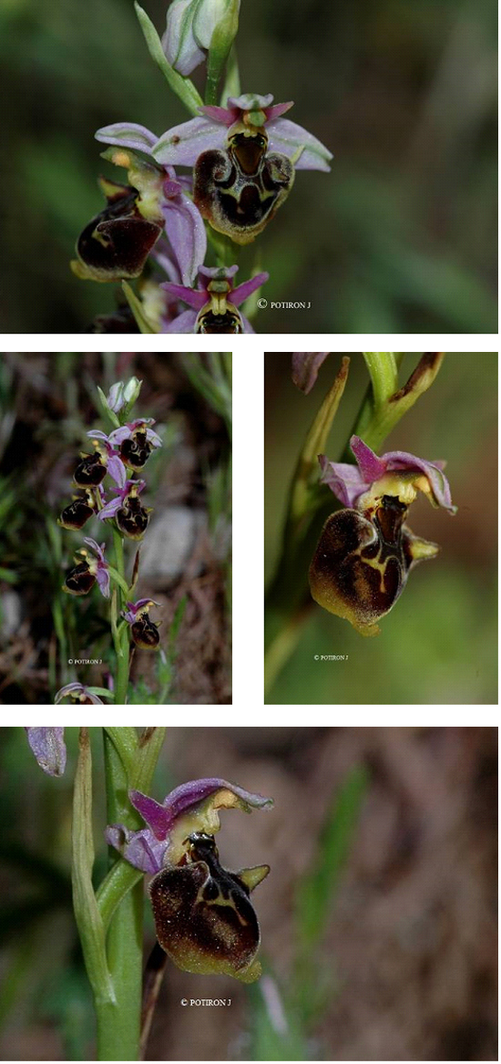 Orchidées de Grèce - île de Samos - Ophrys homeri