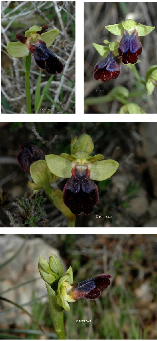 Orchidées de Grèce - île de Samos - Ophrys iricolor 