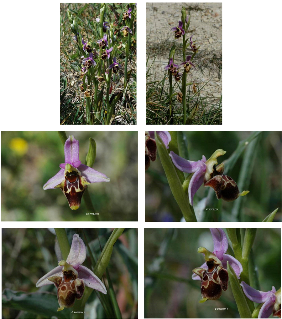 Orchidées de Grèce - île de Samos - Ophrys ceto