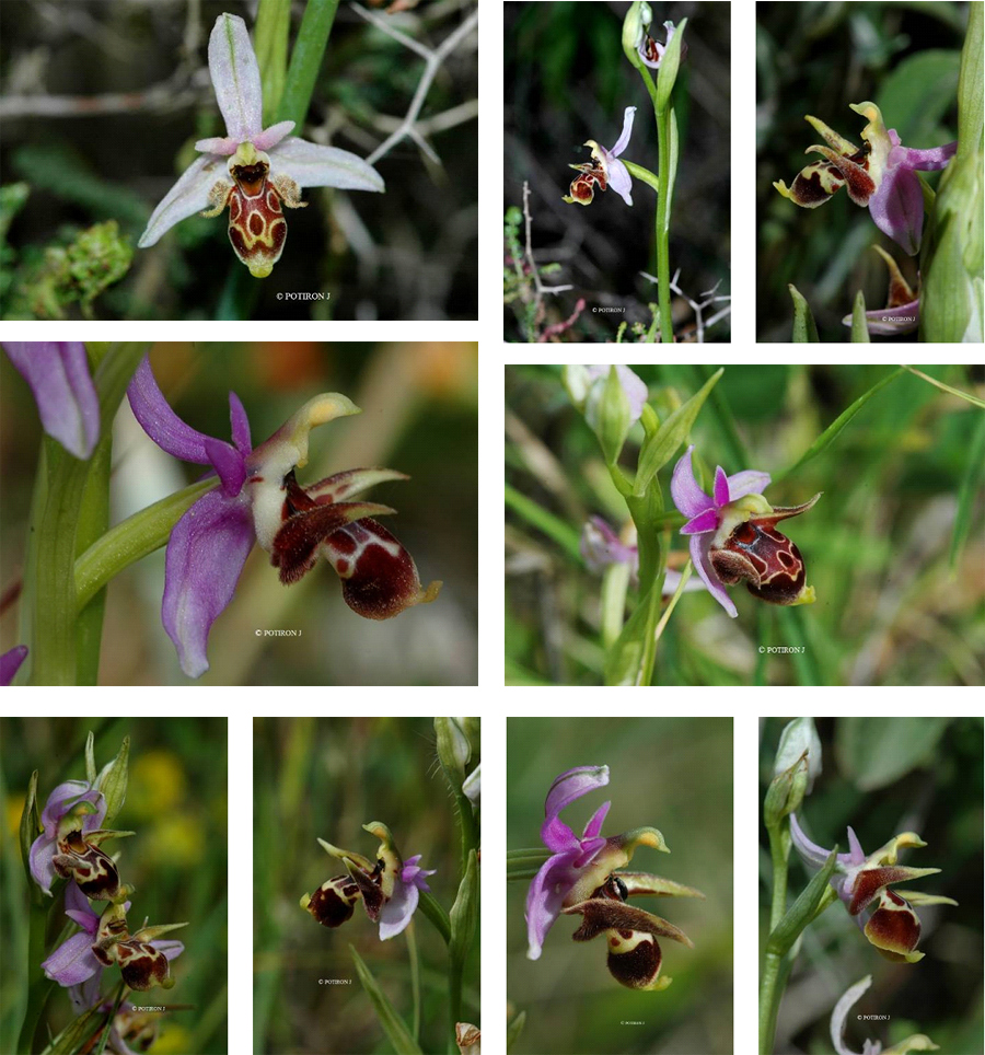 Orchidées de Grèce - île de Samos - Ophrys cerastes var. cerastes 