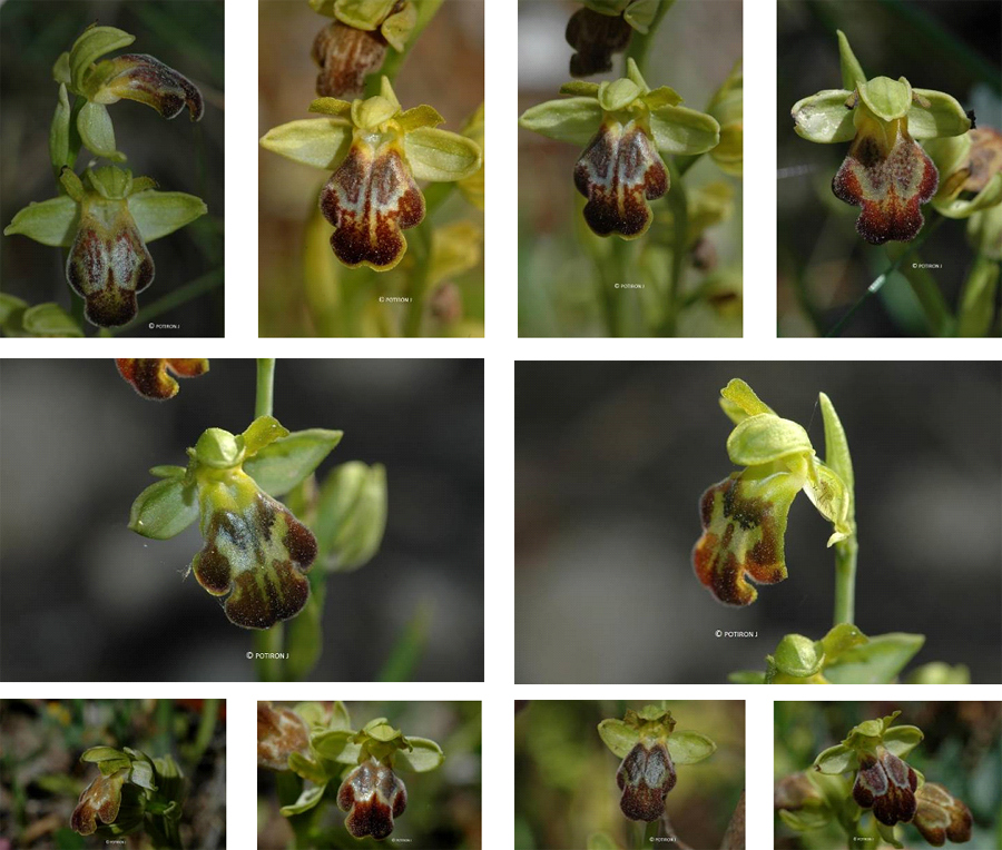 Orchidées de Grèce - île de Samos - Ophrys parosica 