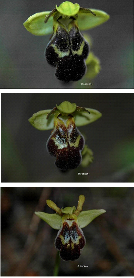 Orchidées de Grèce - île de Samos - Ophrys blitopertha 