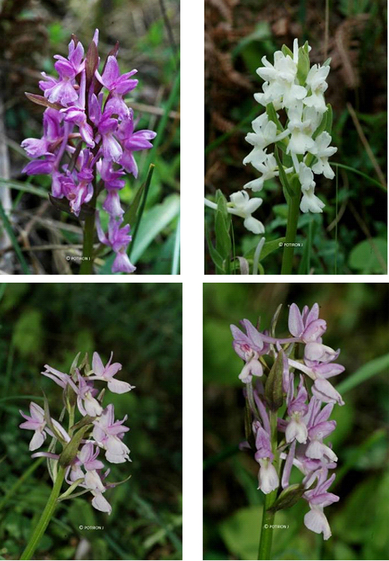Orchidées de Grèce - île de Samos - Dactylorhiza romana