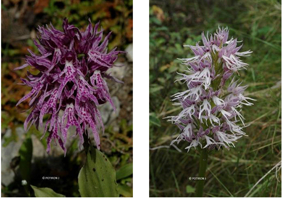 Orchidées de Grèce - île de Samos - Orchis italica
