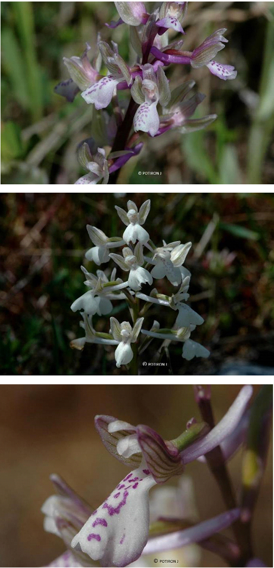 Orchidées de Grèce - île de Samos - Orchis picta 