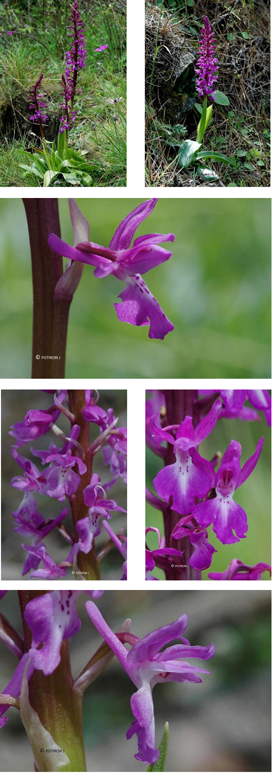 Orchidées de Grèce - île de Samos - Orchis pinetorum