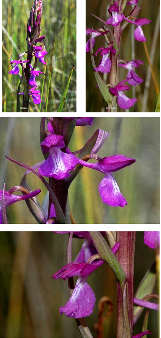 Orchidées de Grèce - île de Samos - Orchis elegans 