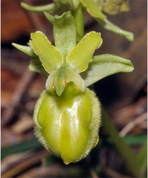 Ophrys liburnica hypochrome