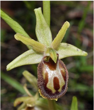 Ophrys archipelagi x Ophrys liburnica