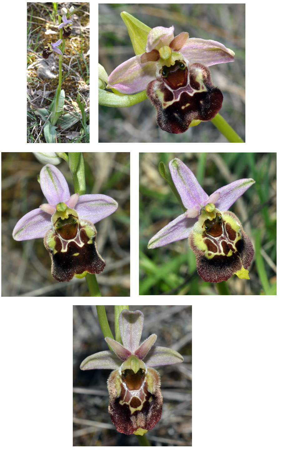 Orchidées de Croatie - Ophrys medea SFO PCV