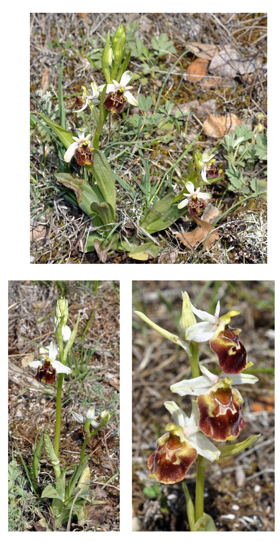 Ophrys untchjii Orchidées de Croatie SFO pcv