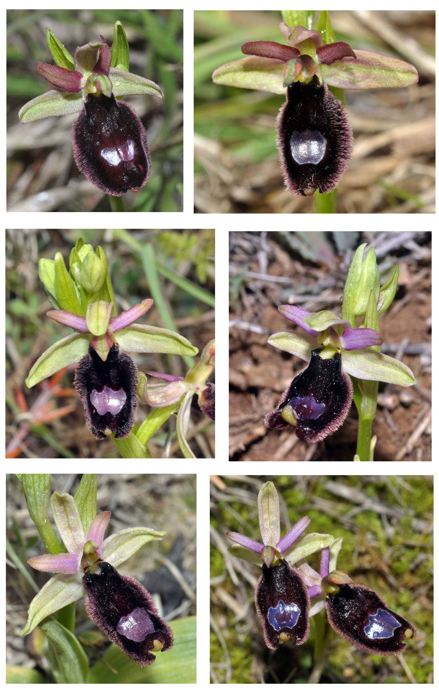 Ophrys bertolonii Orchidées de Croatie - 