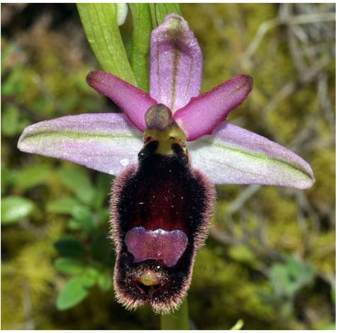 Orchidées de Croatie - Ophrys bertolonii