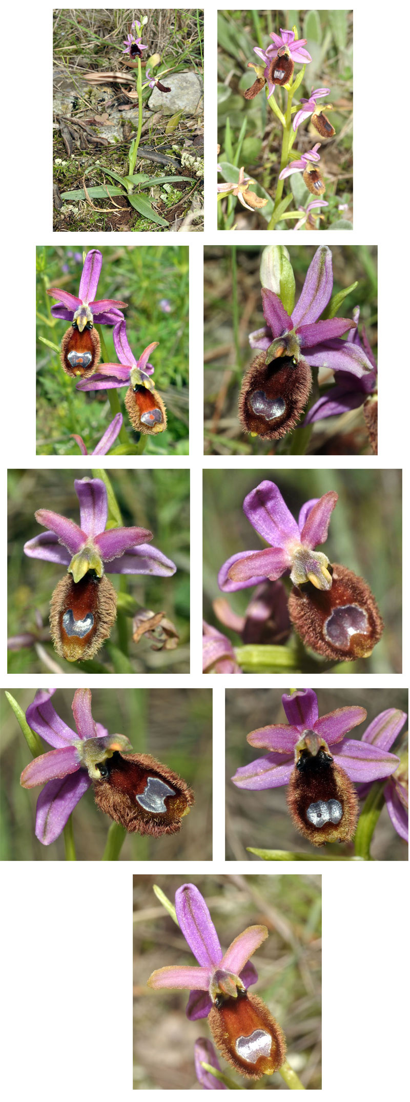 Orchidées de Croatie - Ophrys flavicans SFO PCV