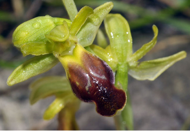 Orchidées de Croatie Ophrys leucadica SFO PCV
