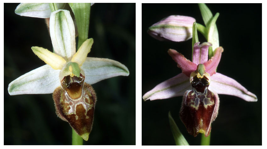 Orchidées de Croatie Ophrys archipelagi Collection photos