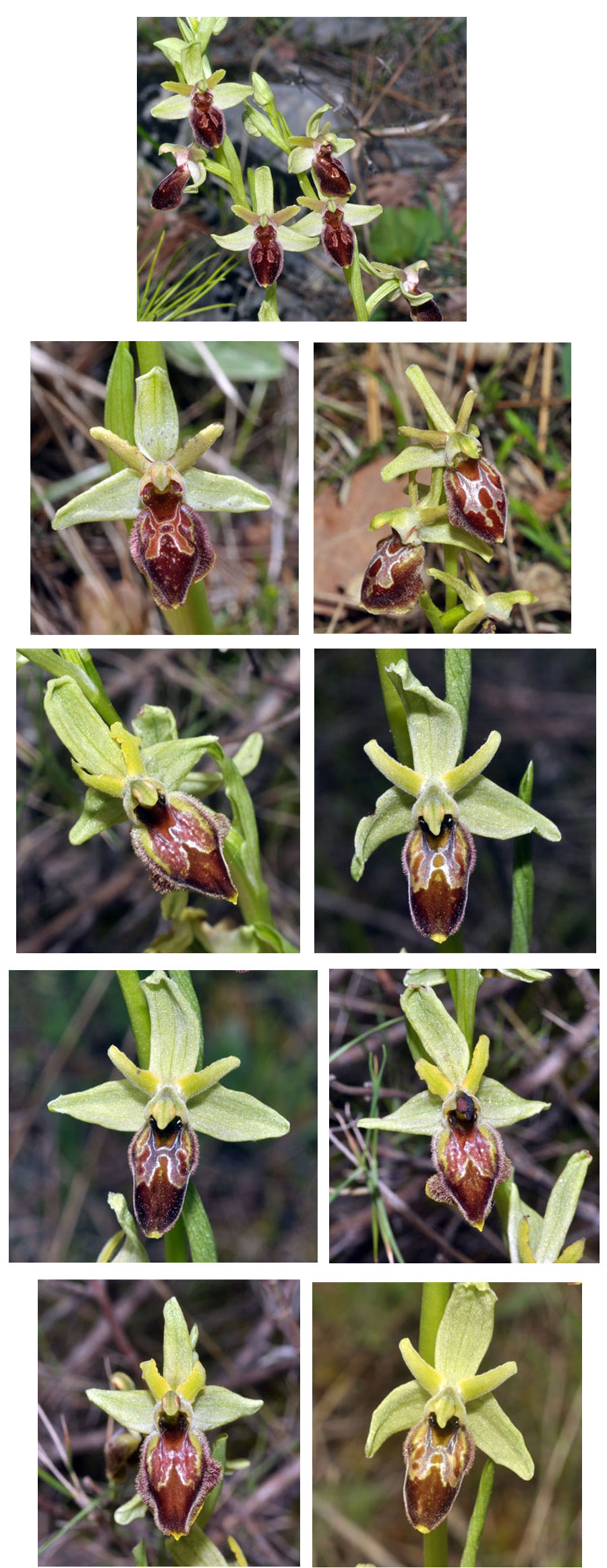 Orchidées de Croatie Ophrys archipelagi SFO PCV