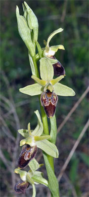 Ophrys archipelagi Orchidées de Croatie