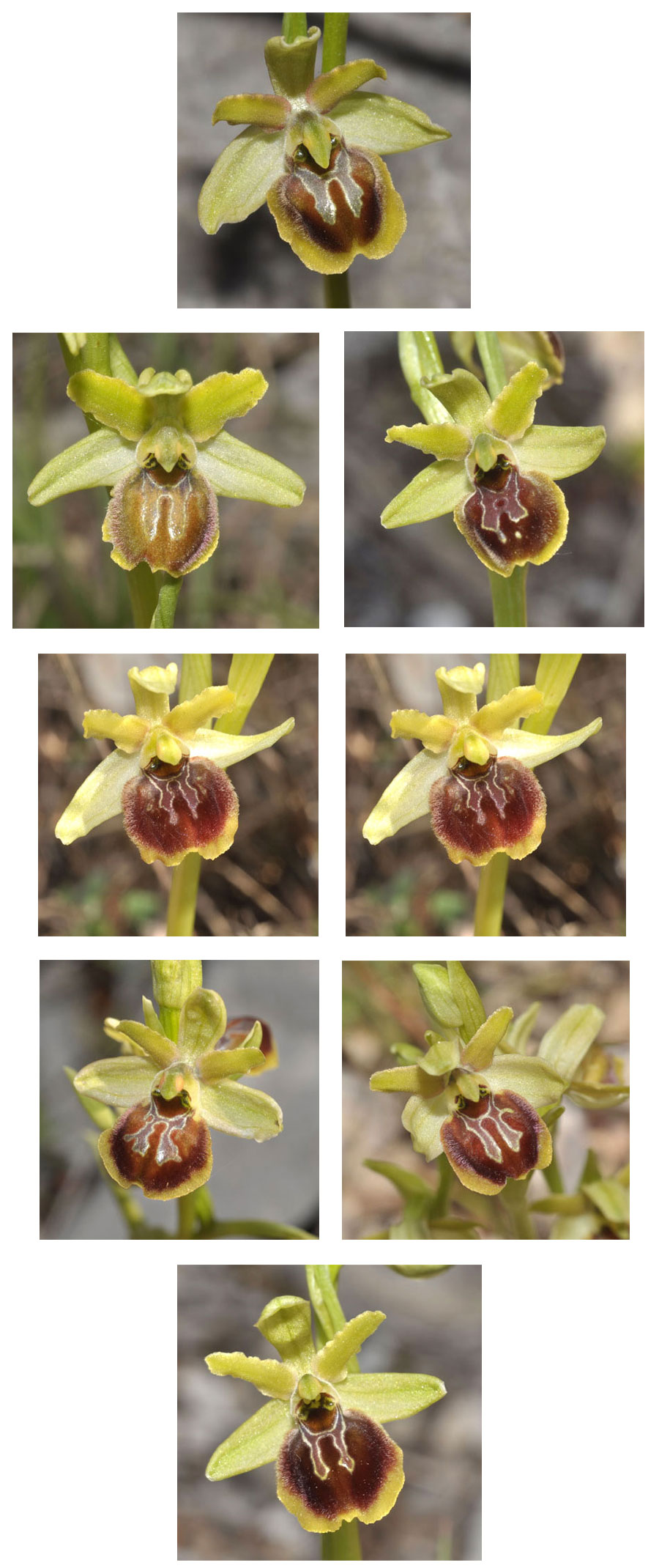 Orchidées de Croatie - Ophrys incantata