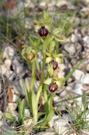 Ophrys incantata Orchidées de Croatie SFO PCV