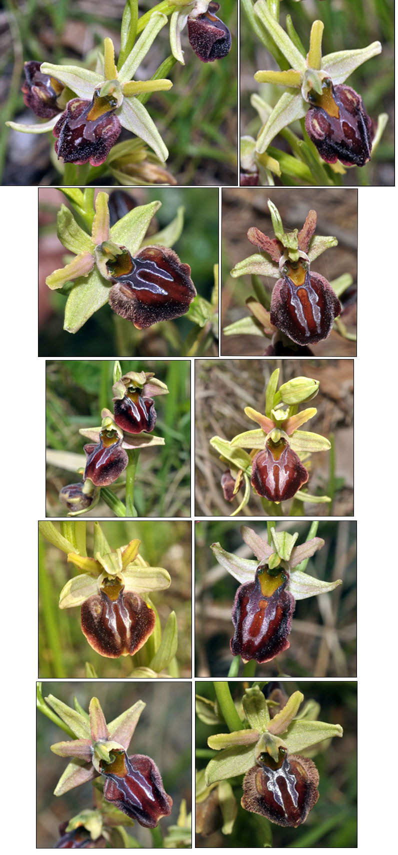 Orchidées de Croatie Ophrys montenegrina SFO PCV
