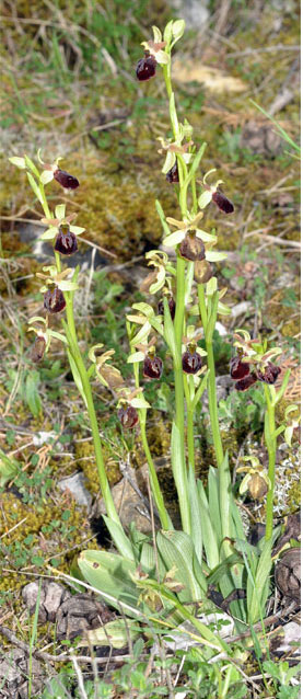 Ophrys montenegrina Orchidées de Croatie